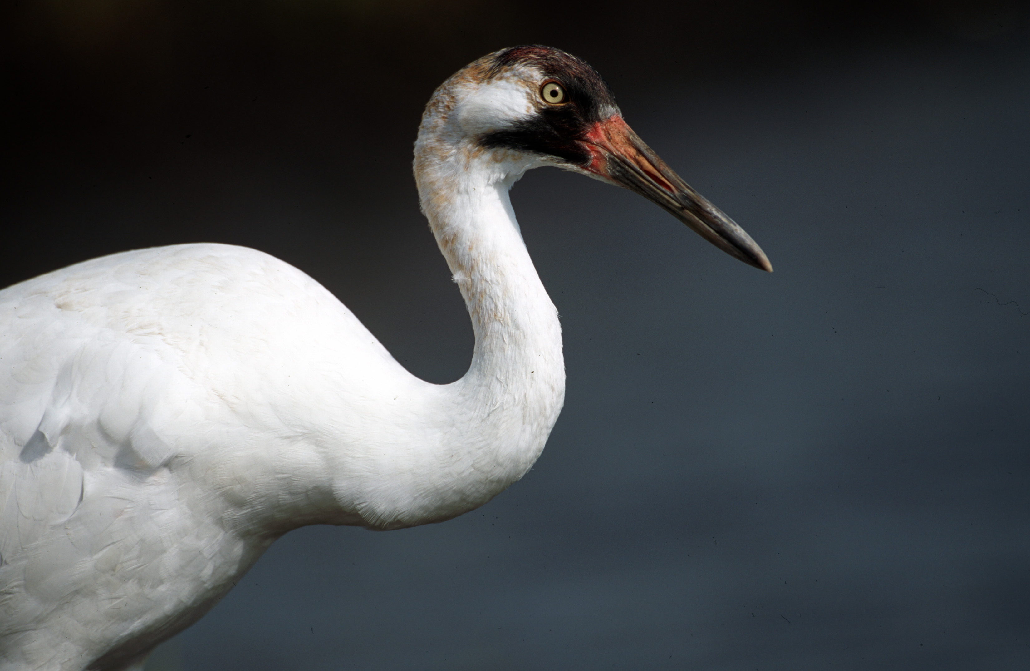 Whooping Crane Whooping Crane